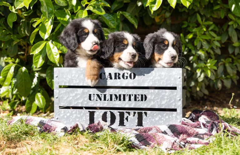 Photo de 3 chiots d'un élevage